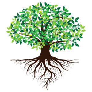 木の根の栄養素