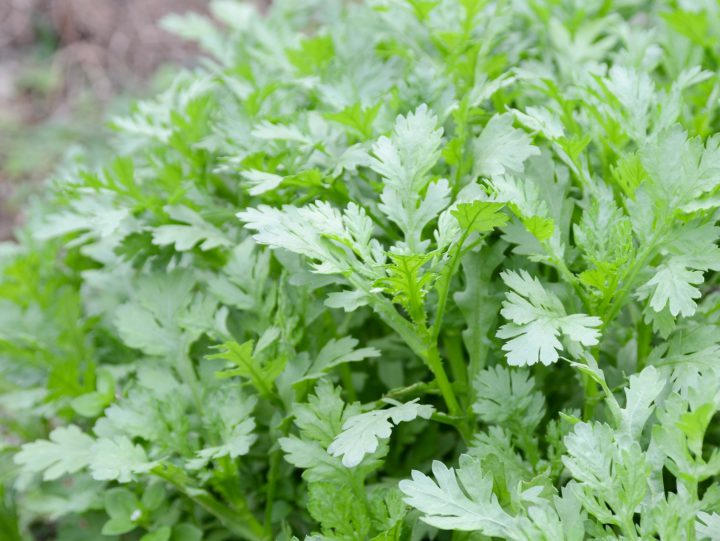 ハウス栽培の野菜