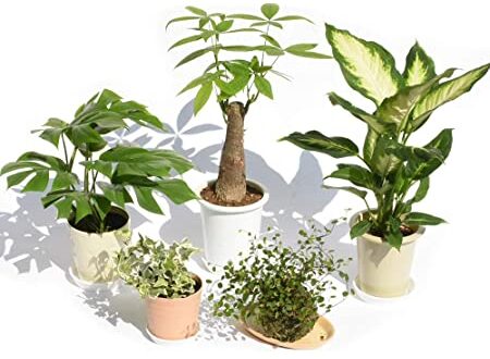 地植えと鉢植えの違い